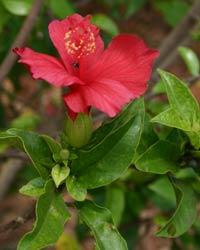 Koki'o 'ula flower