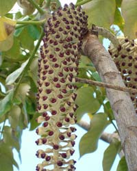 Munroidendron fruit